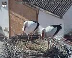Capi_Dubne_20250416_154503.jpg