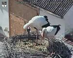 Capi_Dubne_20250416_155002.jpg