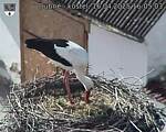 Capi_Dubne_20250416_160503.jpg