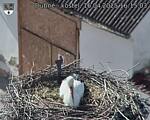 Capi_Dubne_20250416_161503.jpg