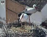 Capi_Dubne_20250416_163002.jpg