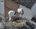 Capi_Dubne_20250416_163503.jpg