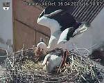 Capi_Dubne_20250416_165002.jpg
