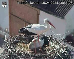 Capi_Dubne_20250416_165503.jpg (1350 x 1080)