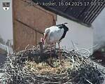 Capi_Dubne_20250416_170002.jpg