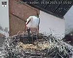 Capi_Dubne_20250416_171502.jpg