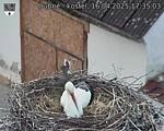 Capi_Dubne_20250416_173503.jpg