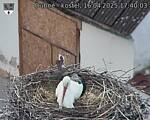 Capi_Dubne_20250416_174003.jpg