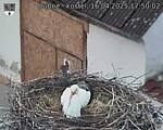 Capi_Dubne_20250416_175002.jpg