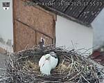 Capi_Dubne_20250416_175503.jpg