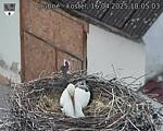 Capi_Dubne_20250416_180503.jpg