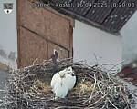 Capi_Dubne_20250416_182003.jpg