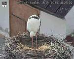 Capi_Dubne_20250416_182502.jpg