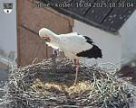 Capi_Dubne_20250416_183004.jpg