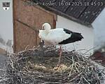 Capi_Dubne_20250416_184503.jpg