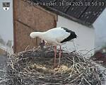 Capi_Dubne_20250416_185003.jpg