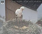 Capi_Dubne_20250416_190002.jpg