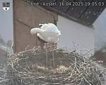 Capi_Dubne_20250416_190503.jpg