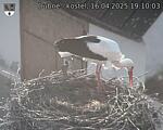 Capi_Dubne_20250416_191003.jpg