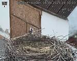 Capi_Dubne_20250416_193003.jpg