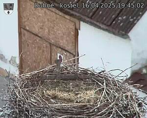 Capi_Dubne_20250416_194503.jpg (1350 x 1080)