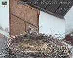 Capi_Dubne_20250416_195503.jpg