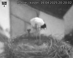 Capi_Dubne_20250416_202002.jpg