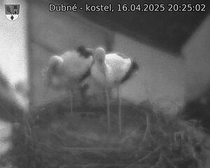 Capi_Dubne_20250416_202502.jpg (1350 x 1080)