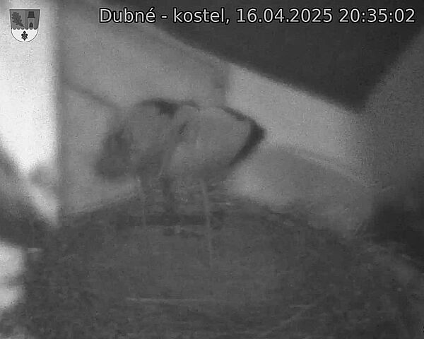 Capi_Dubne_20250416_203502.jpg (1350 x 1080)