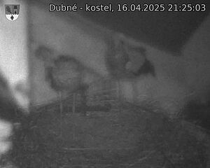 Capi_Dubne_20250416_212503.jpg (1350 x 1080)