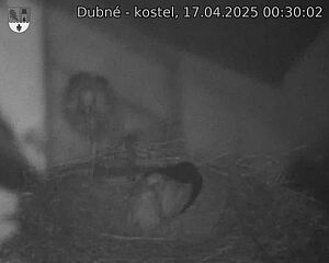 Capi_Dubne_20250417_003002.jpg (1350 x 1080)