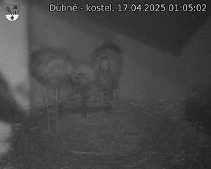 Capi_Dubne_20250417_010502.jpg (1350 x 1080)
