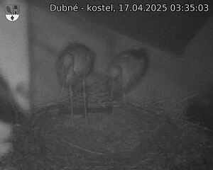 Capi_Dubne_20250417_033503.jpg (1350 x 1080)
