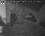 Capi_Dubne_20250417_052002.jpg