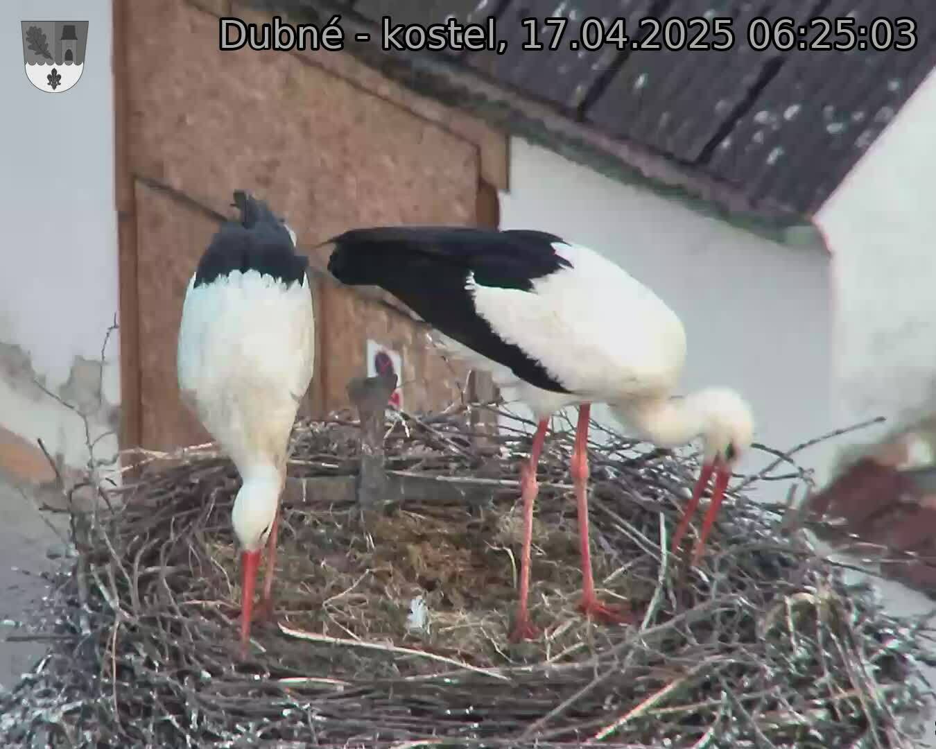 Capi_Dubne_20250417_062503.jpg (1350 x 1080)