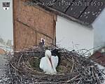 Capi_Dubne_20250417_100503.jpg