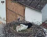 Capi_Dubne_20250417_111003.jpg