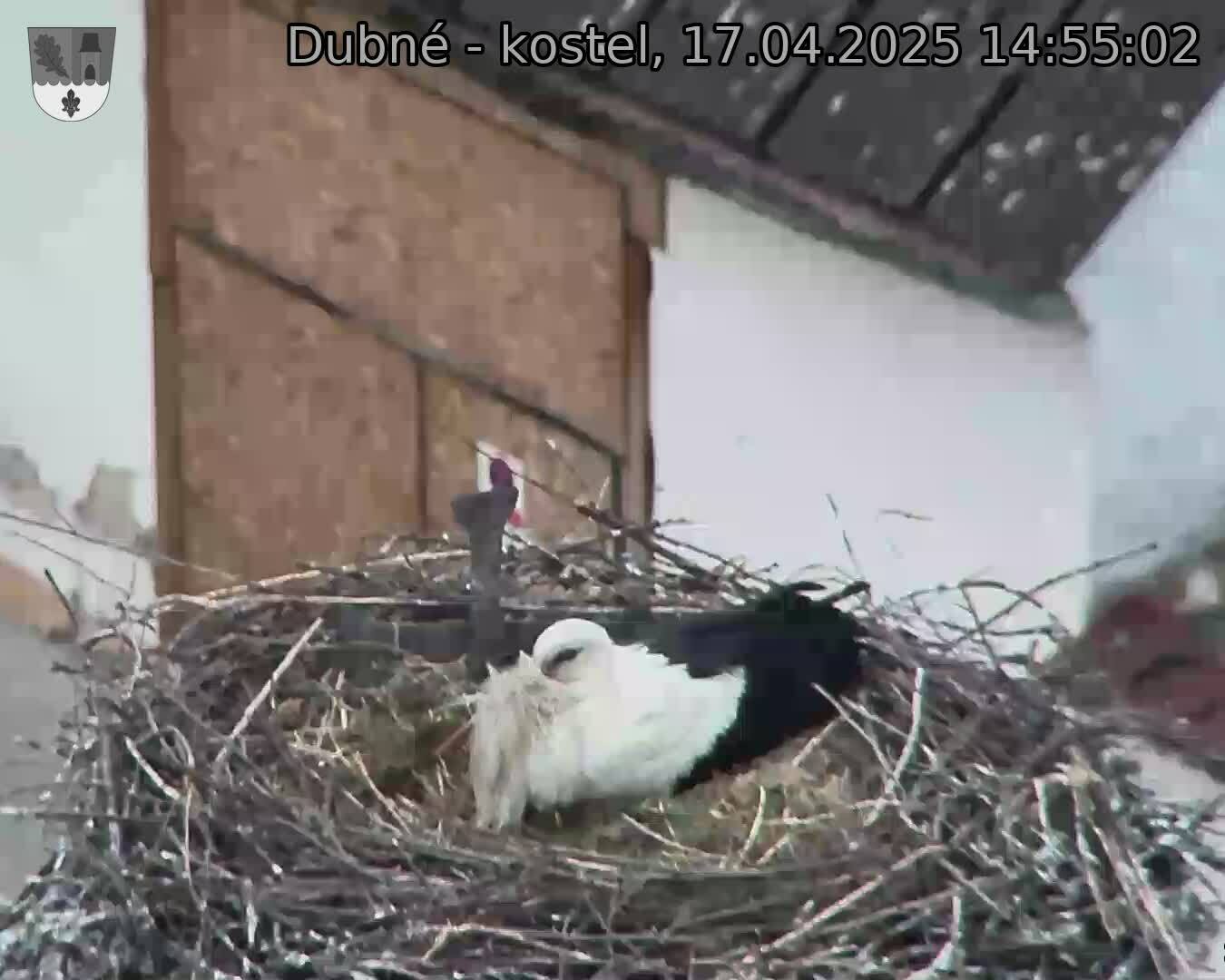 Capi_Dubne_20250417_145502.jpg (1350 x 1080)