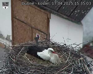 Capi_Dubne_20250417_153503.jpg (1350 x 1080)