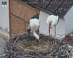 Capi_Dubne_20250417_175002.jpg