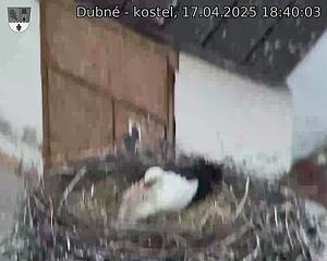 Capi_Dubne_20250417_184003.jpg (1350 x 1080)
