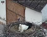 Capi_Dubne_20250417_190002.jpg