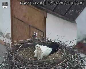 Capi_Dubne_20250417_190502.jpg (1350 x 1080)