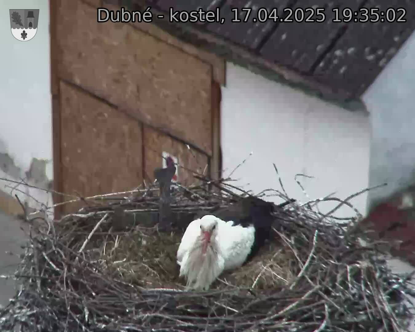 Capi_Dubne_20250417_193502.jpg (1350 x 1080)