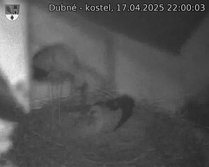 Capi_Dubne_20250417_220003.jpg (1350 x 1080)