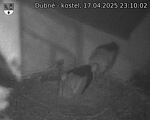 Capi_Dubne_20250417_231002.jpg