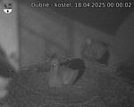 Capi_Dubne_20250418_000002.jpg