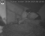 Capi_Dubne_20250418_001003.jpg