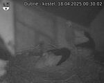 Capi_Dubne_20250418_003002.jpg