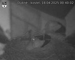 Capi_Dubne_20250418_004002.jpg